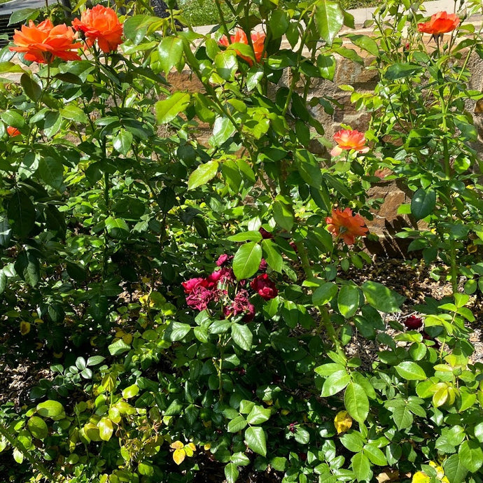 Root Suckers on Grafted Roses